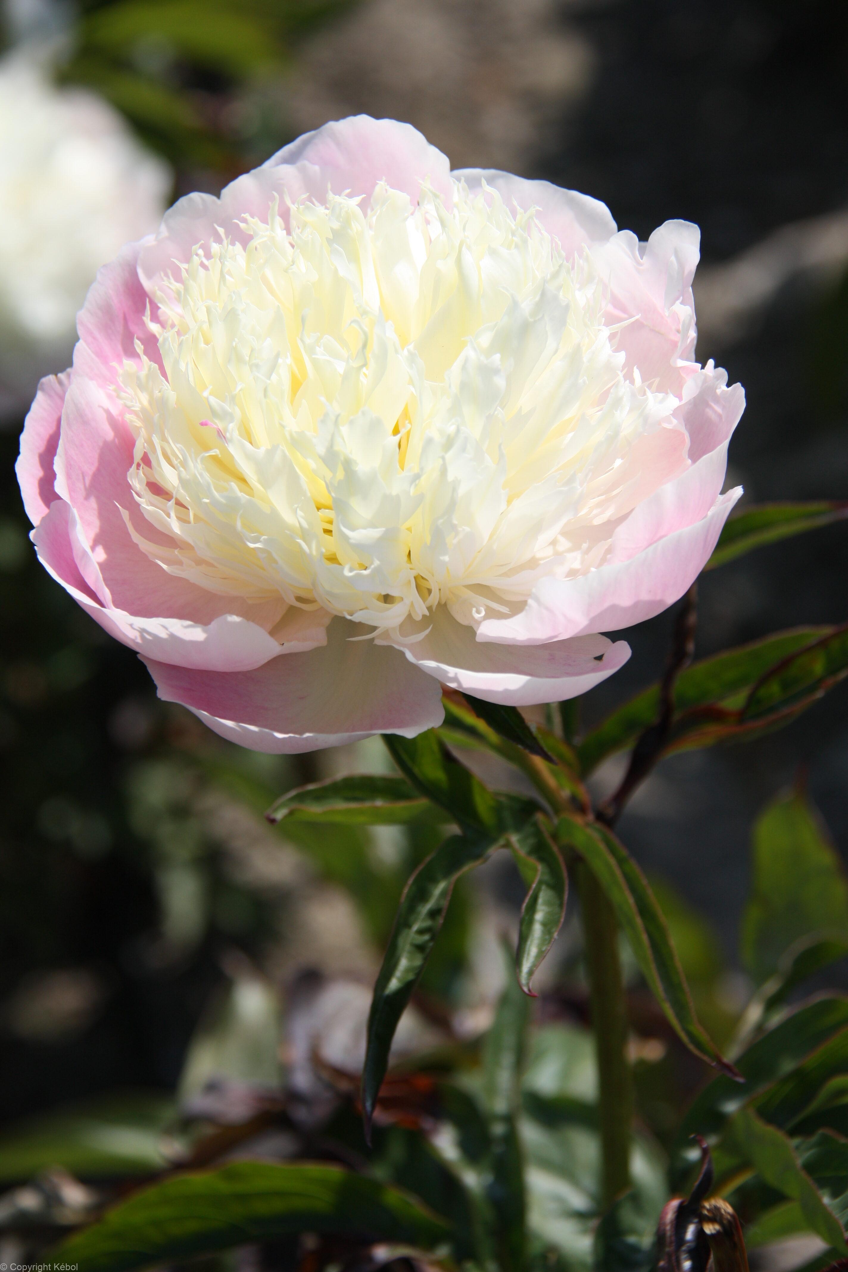 Paeonia lactiflora (S) Touch of Class - Bag