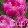 Paeonia Paladin Candy