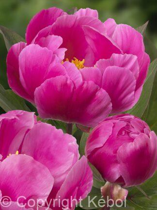 Paeonia lactiflora (S) Paladin Candy - Bag