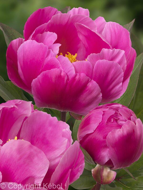 Paeonia Paladin Candy