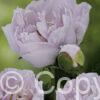 Paeonia Pink Vanguard