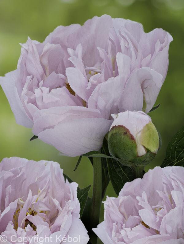 Paeonia Pink Vanguard