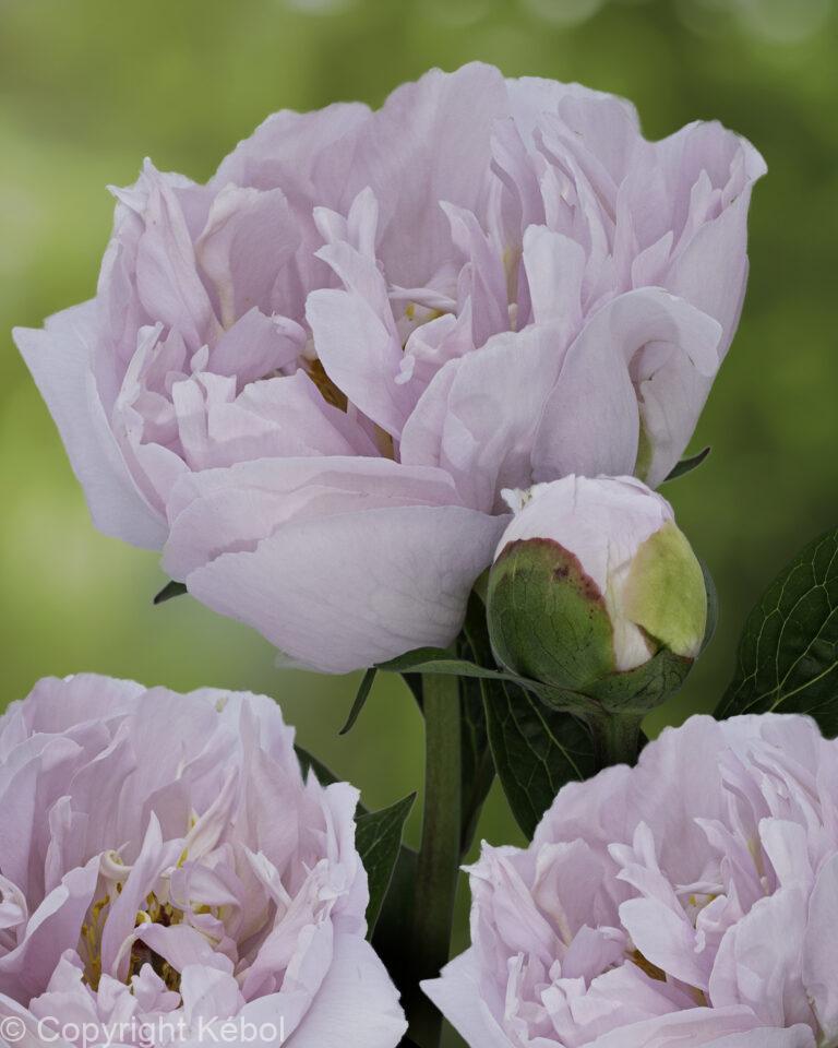 Paeonia Pink Vanguard