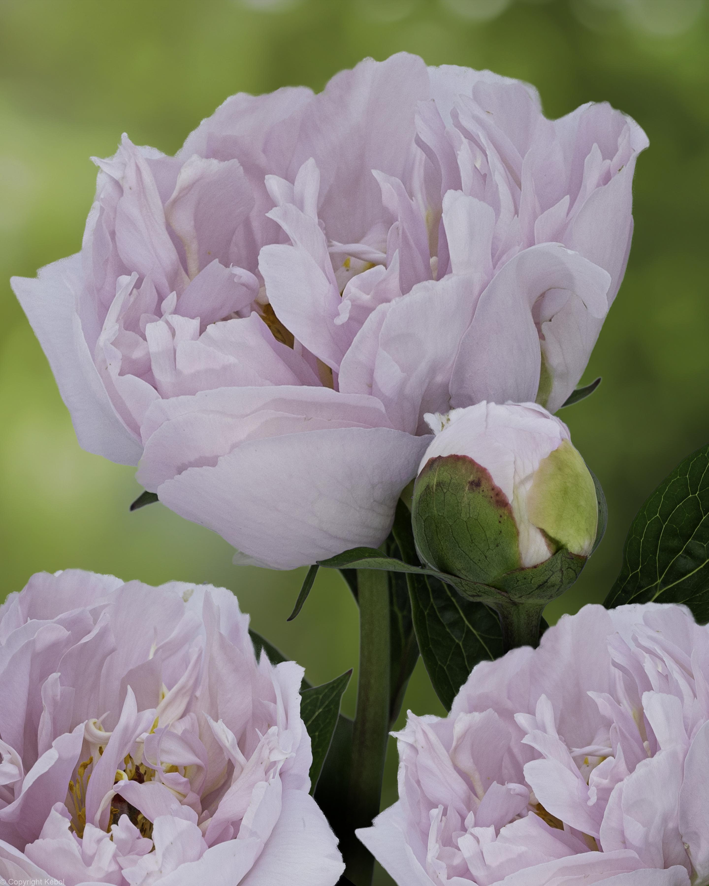 Paeonia lactiflora (D) Pink Vanguard - Case
