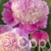 Paeonia Shes My Star