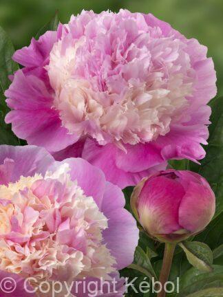 Paeonia lactiflora (D) She’s My Star - Bag