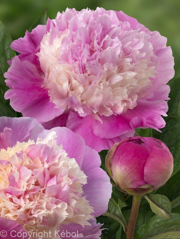 Paeonia Shes My Star
