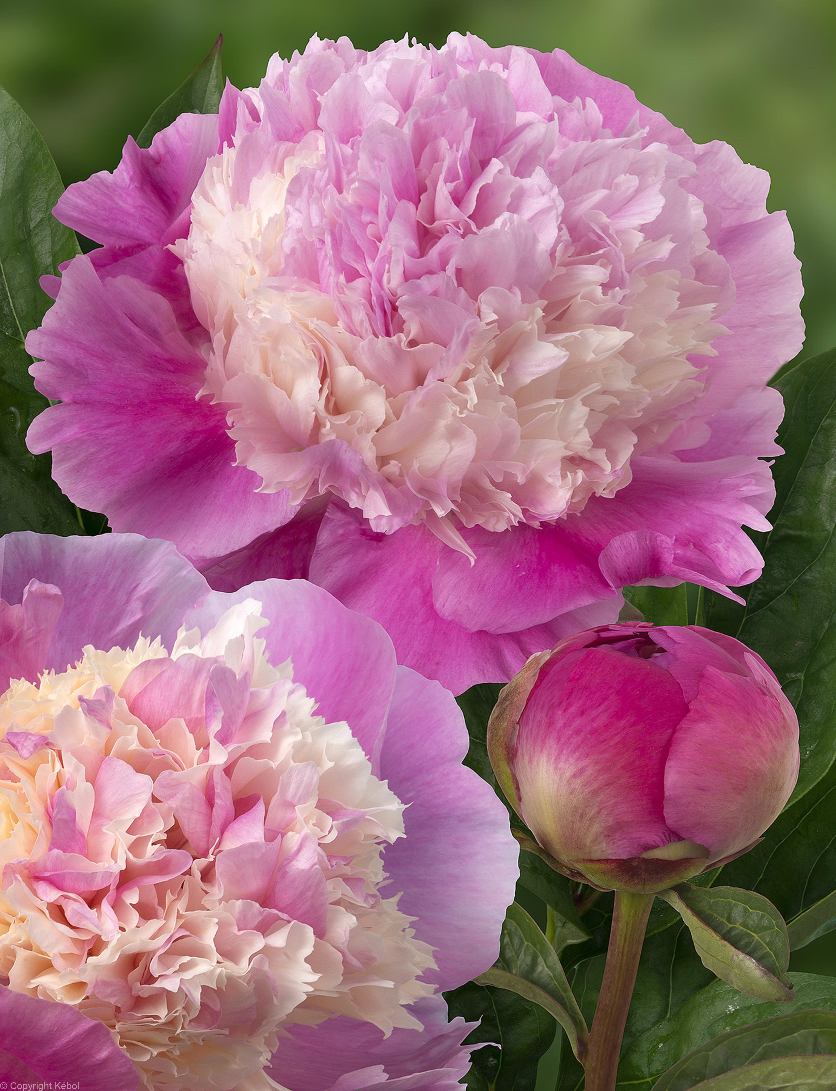 Paeonia lactiflora (D) She’s My Star - Bag