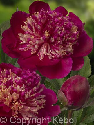 Paeonia lactiflora (S) Spiffy - Bag