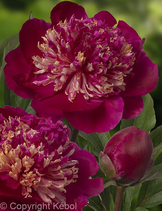 Paeonia lactiflora (S) Spiffy - Bag