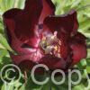 Paeonia Simply Red