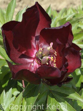 Paeonia itoh Simply Red - Bag