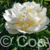 Paeonia Bridal Shower