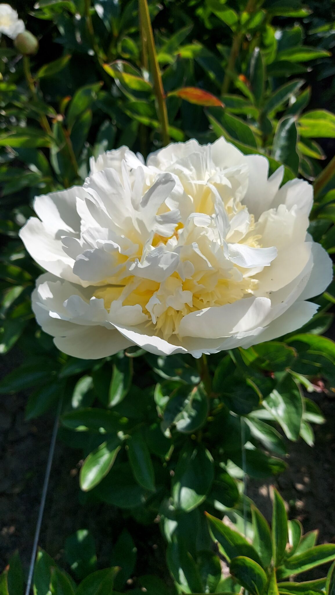 Paeonia Bridal Shower
