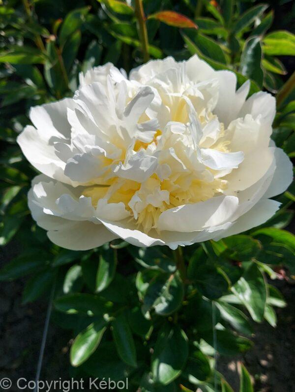 Paeonia Bridal Shower