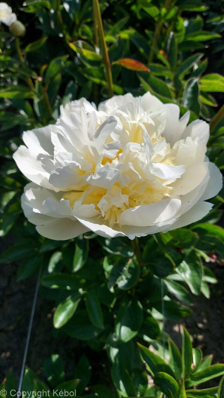 Paeonia Bridal Shower