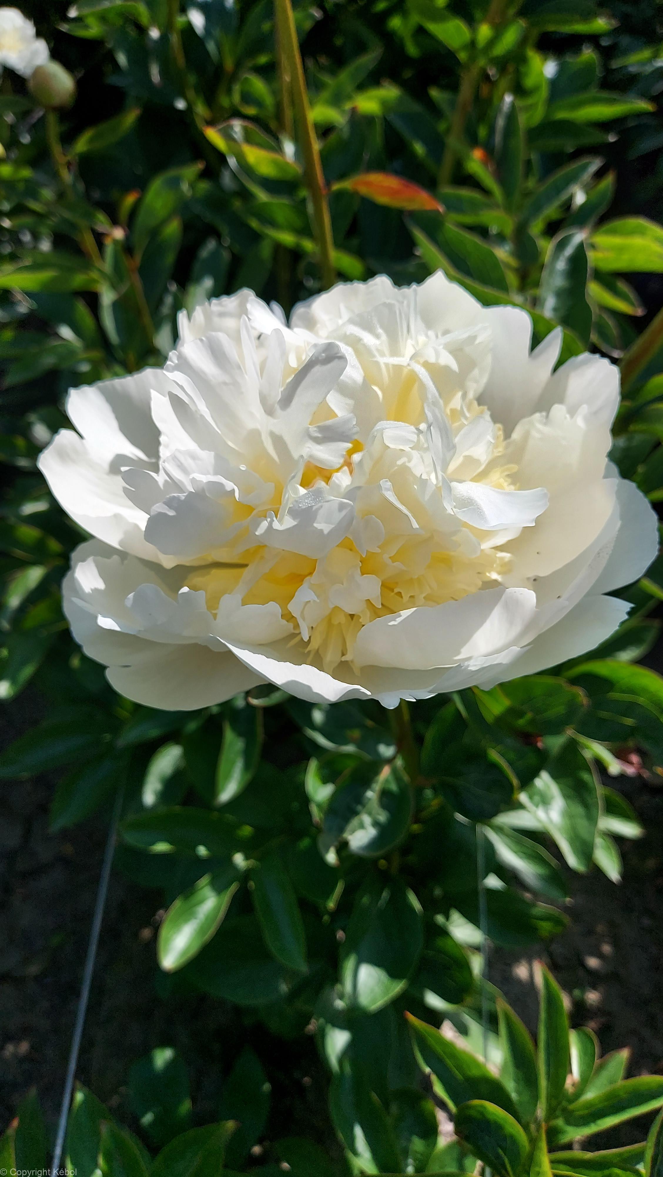 Paeonia lactiflora (D) Bridal Shower - Case