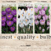 Showbox Crocus 106336