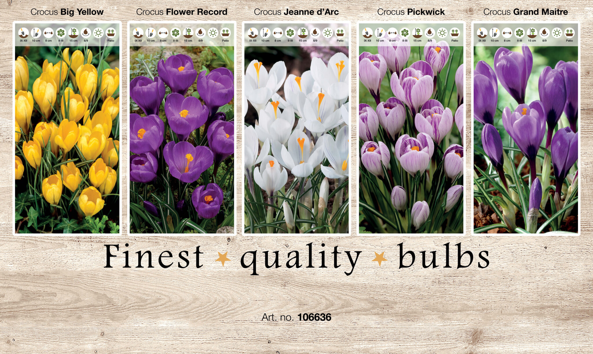 Showbox Crocus 106336