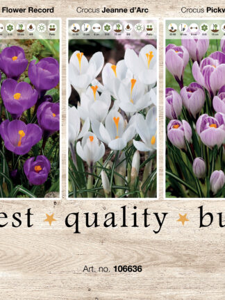 Showbox Crocus 106336