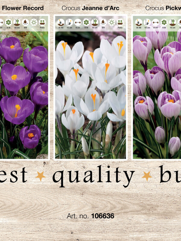 Showbox Crocus 106336
