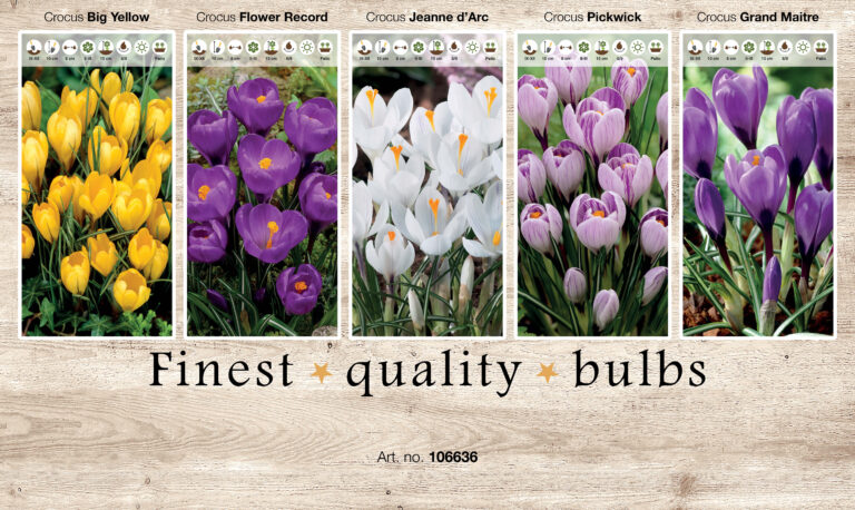 Showbox Crocus 106336