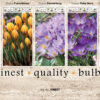 Showbox Crocus 106337