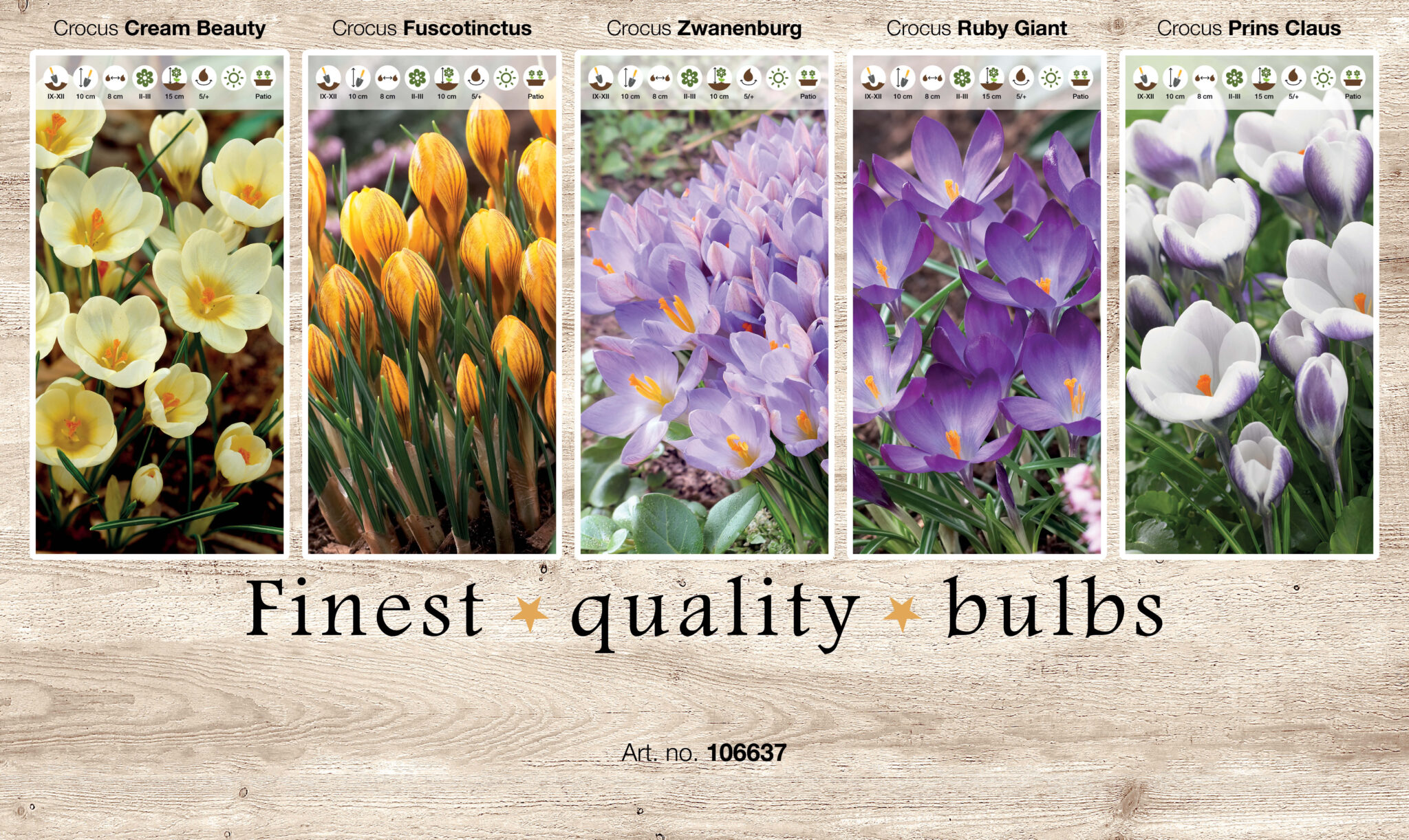 Showbox Crocus 106337