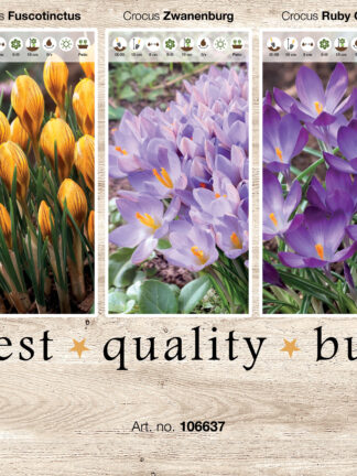 Showbox Crocus 106337