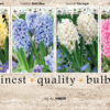 Showbox Hyacinthus 106338