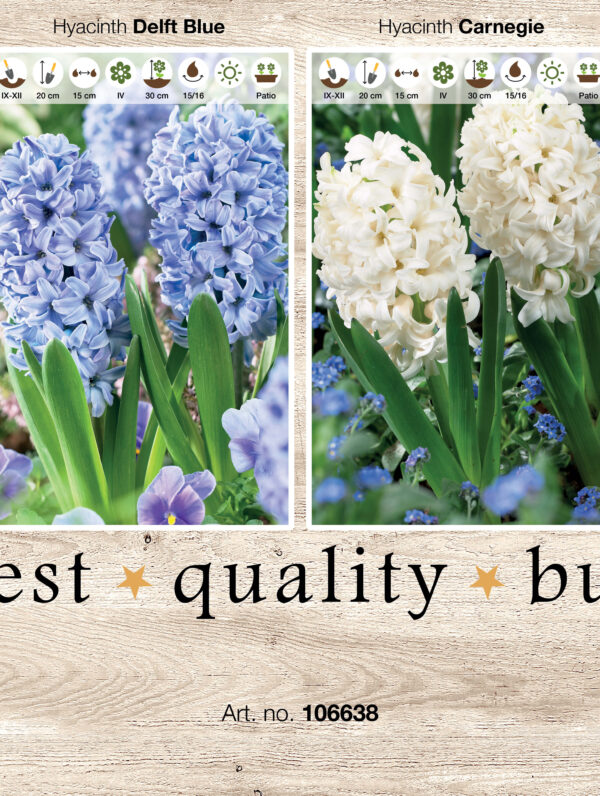Showbox Hyacinthus 106338