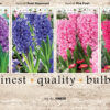 Showbox Hyacinthus 106339