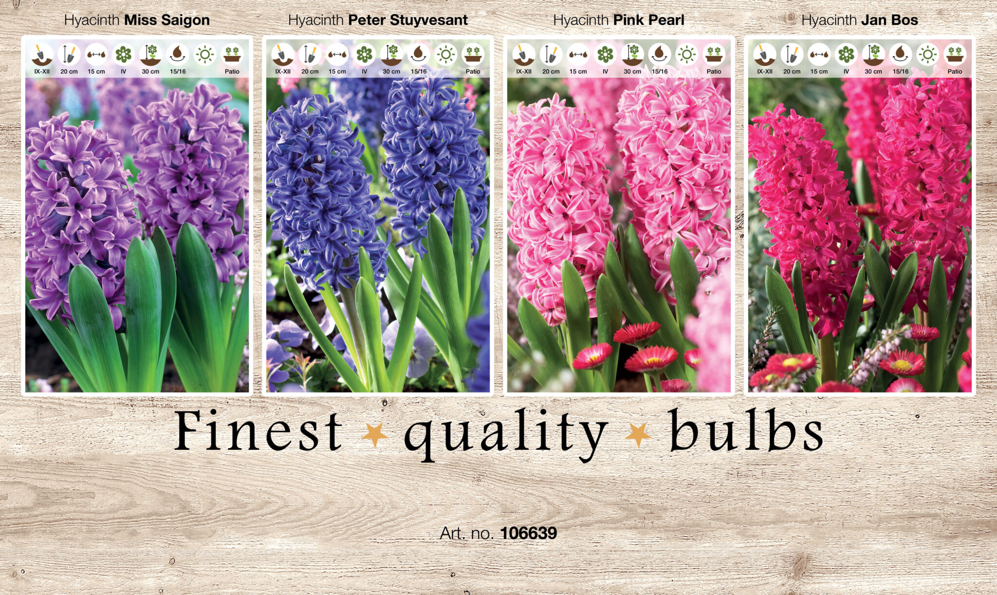 Showbox Hyacinthus 106339