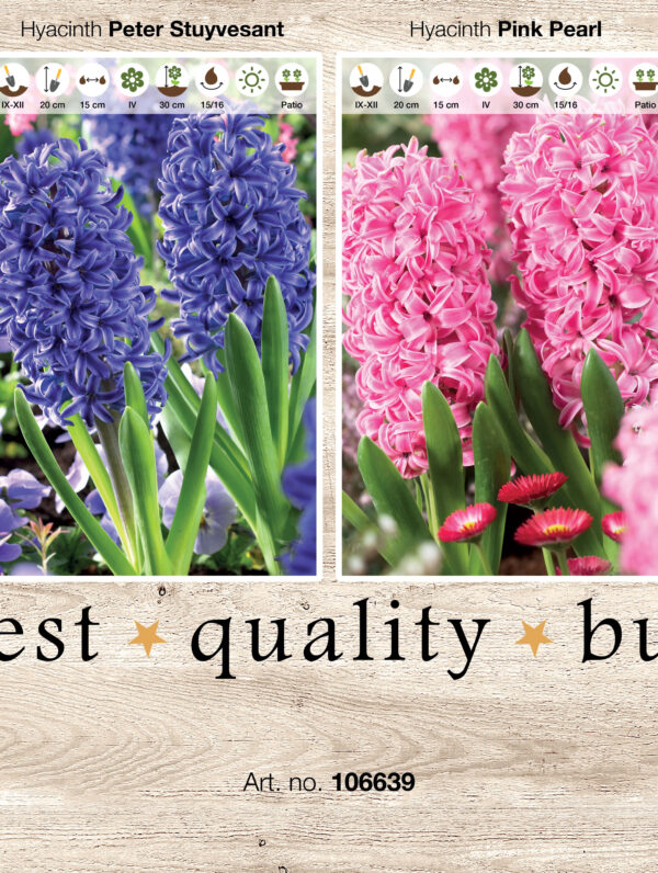 Showbox Hyacinthus 106339