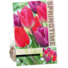 Tulipa Color Pop
