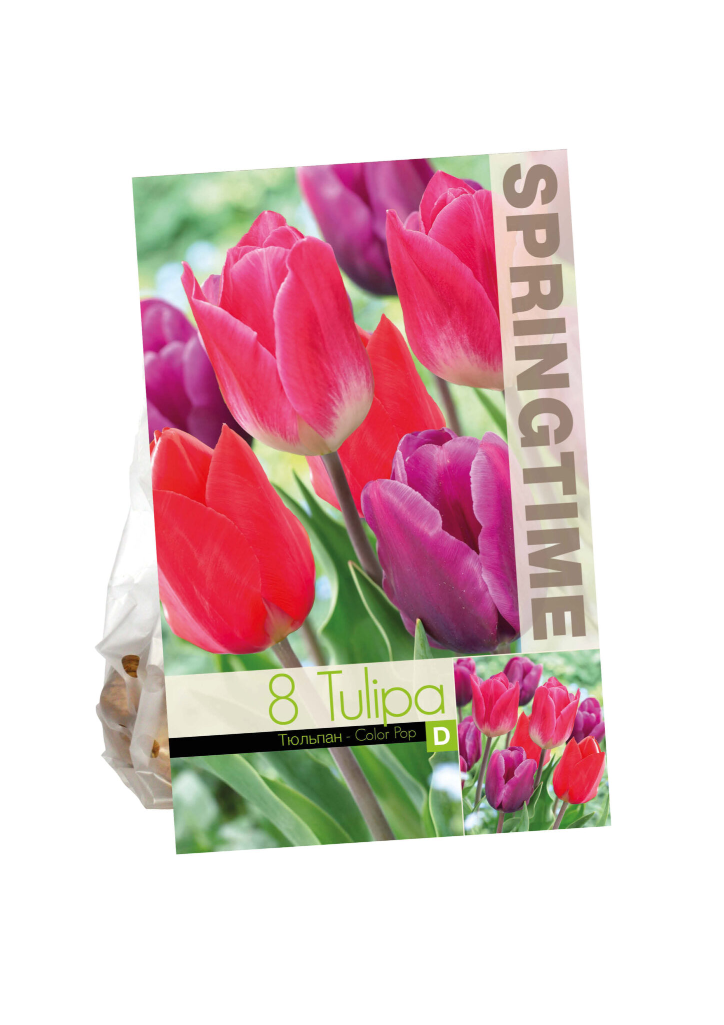 Tulipa Color Pop