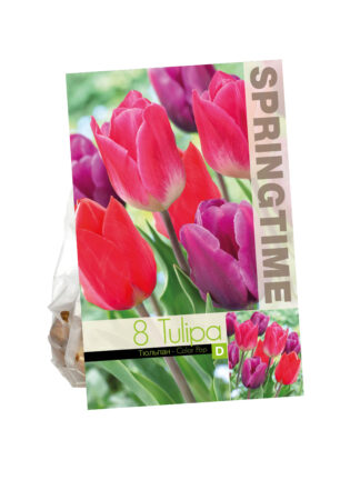 Tulipa Color Pop