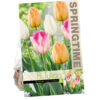 Tulipa Pastel Dreams
