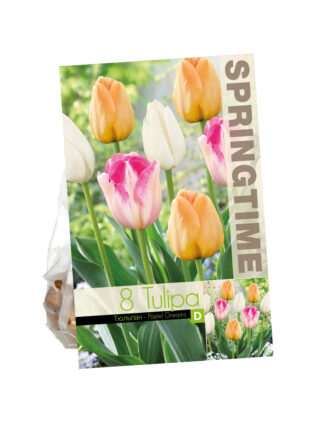 Tulipa Pastel Dreams