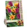 Tulipa Strong Feelings