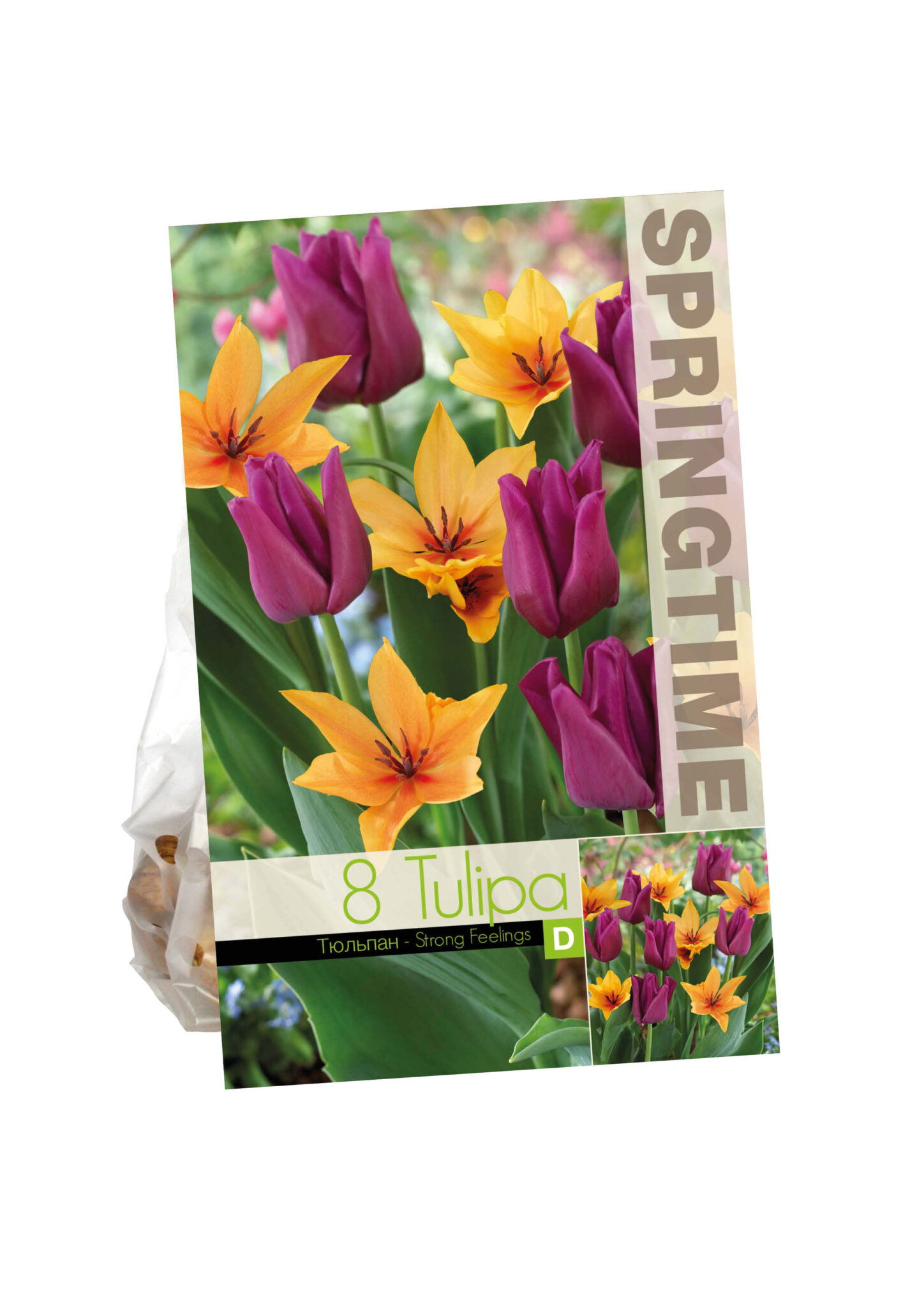 Tulipa Strong Feelings