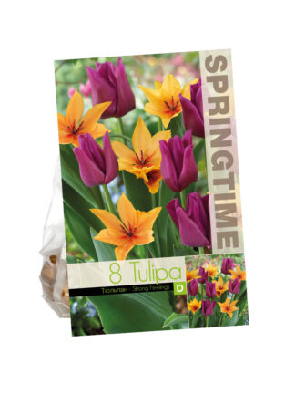 Tulipa Strong Feelings
