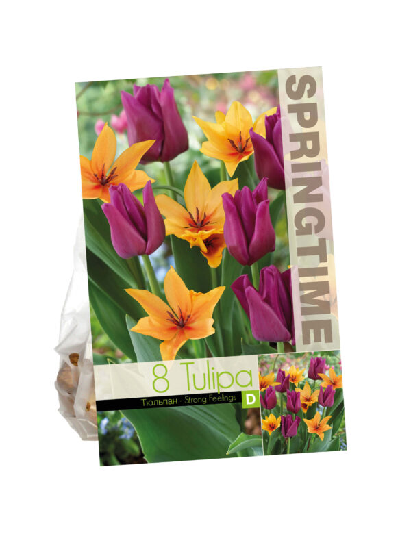 Tulipa Strong Feelings