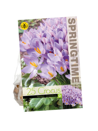Crocus Zwanenburg