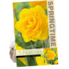 Tulipa Queen's Day