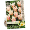 Tulipa Quebec