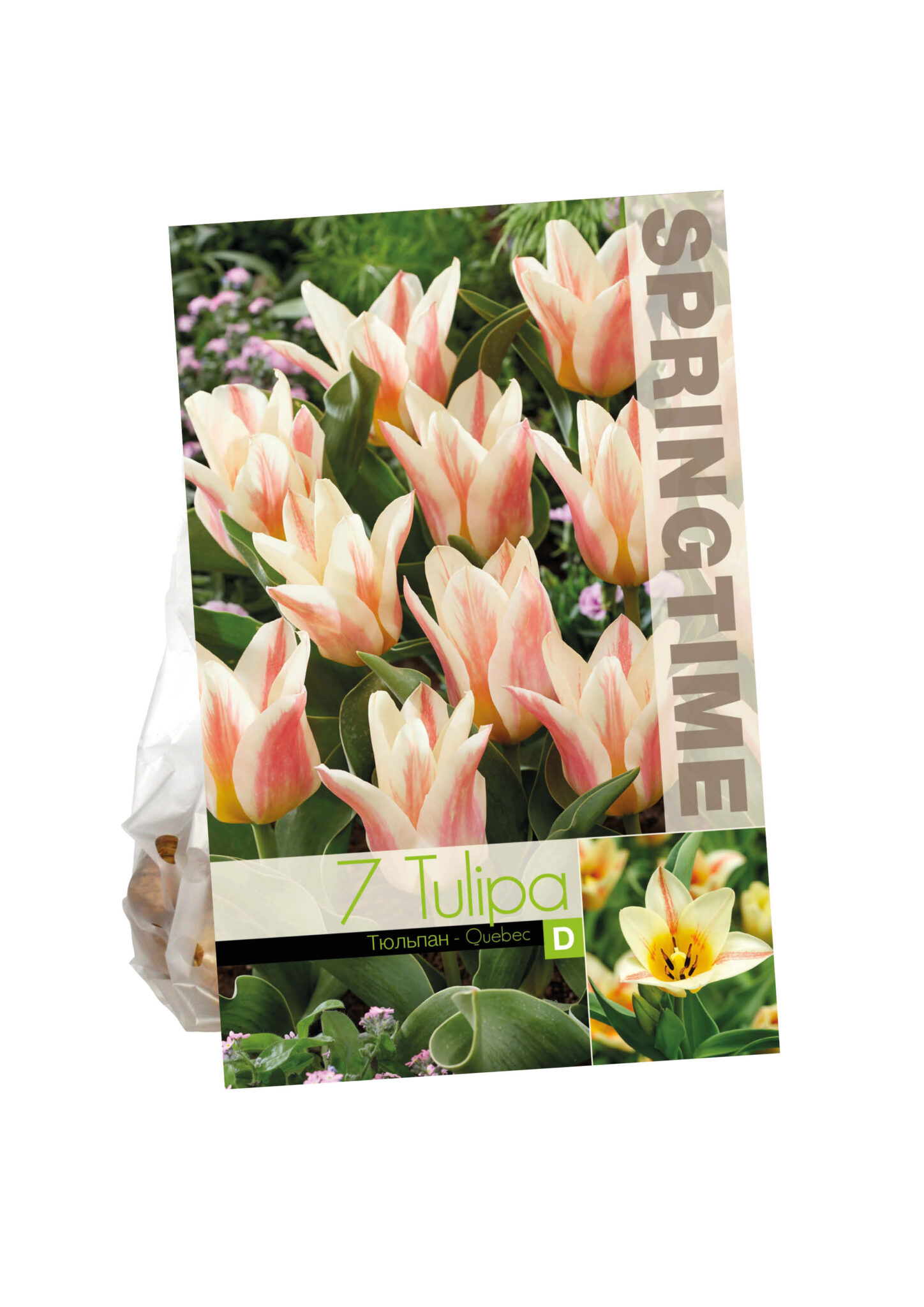 Tulipa Quebec