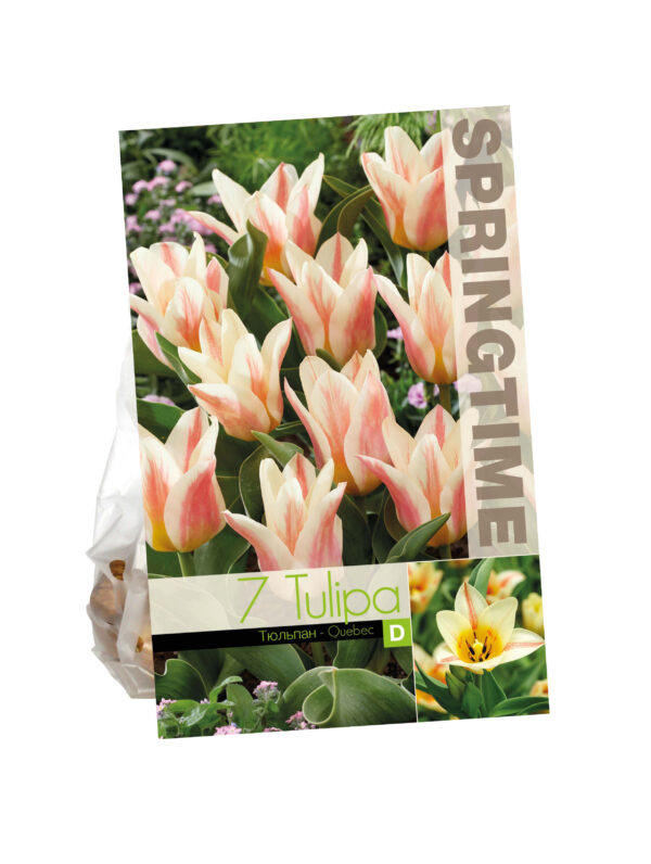 Tulipa Quebec