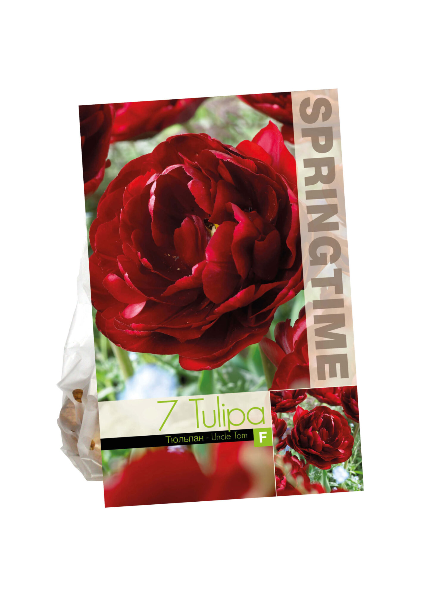 Tulipa Uncle Tom