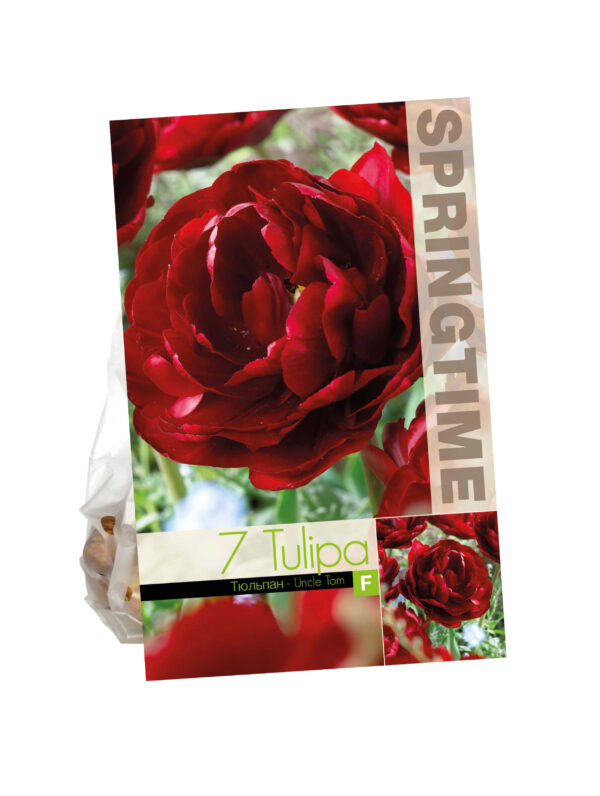 Tulipa Uncle Tom